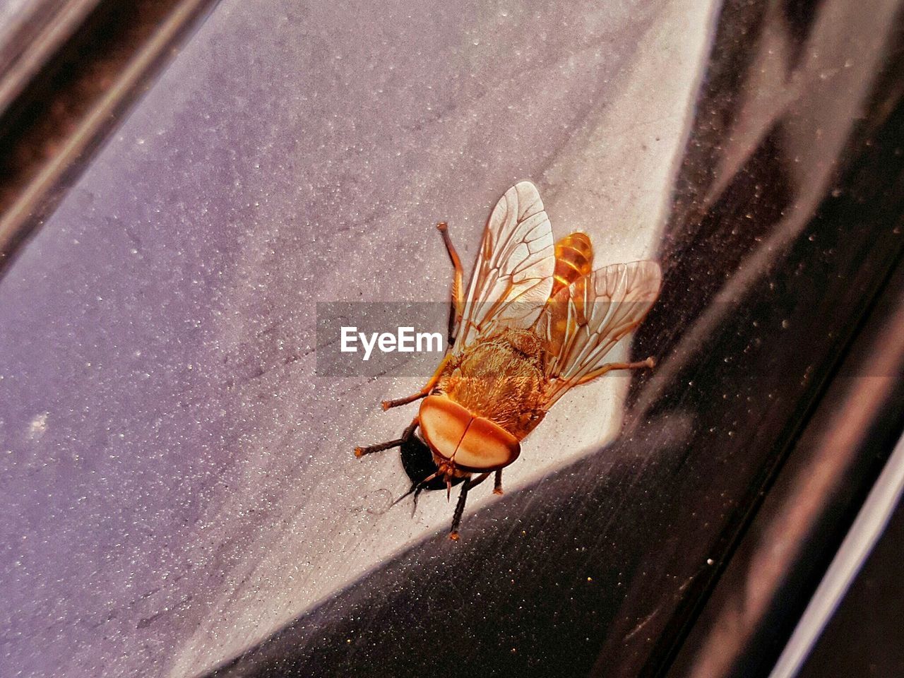 CLOSE-UP OF INSECT ON WALL