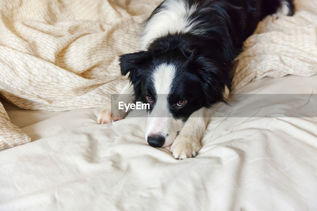PORTRAIT OF DOG LYING ON BED