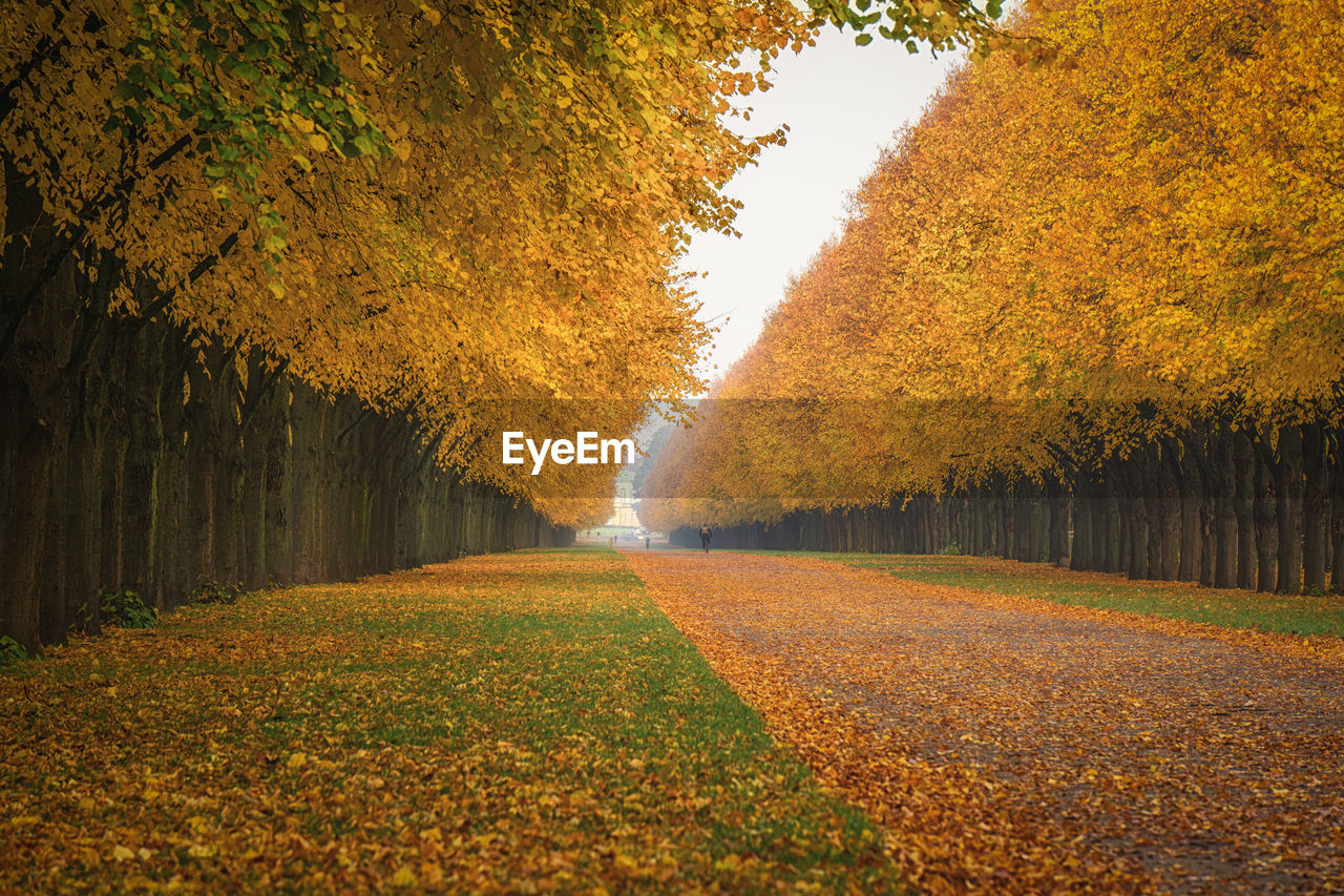 Trees in row at public park during autumn