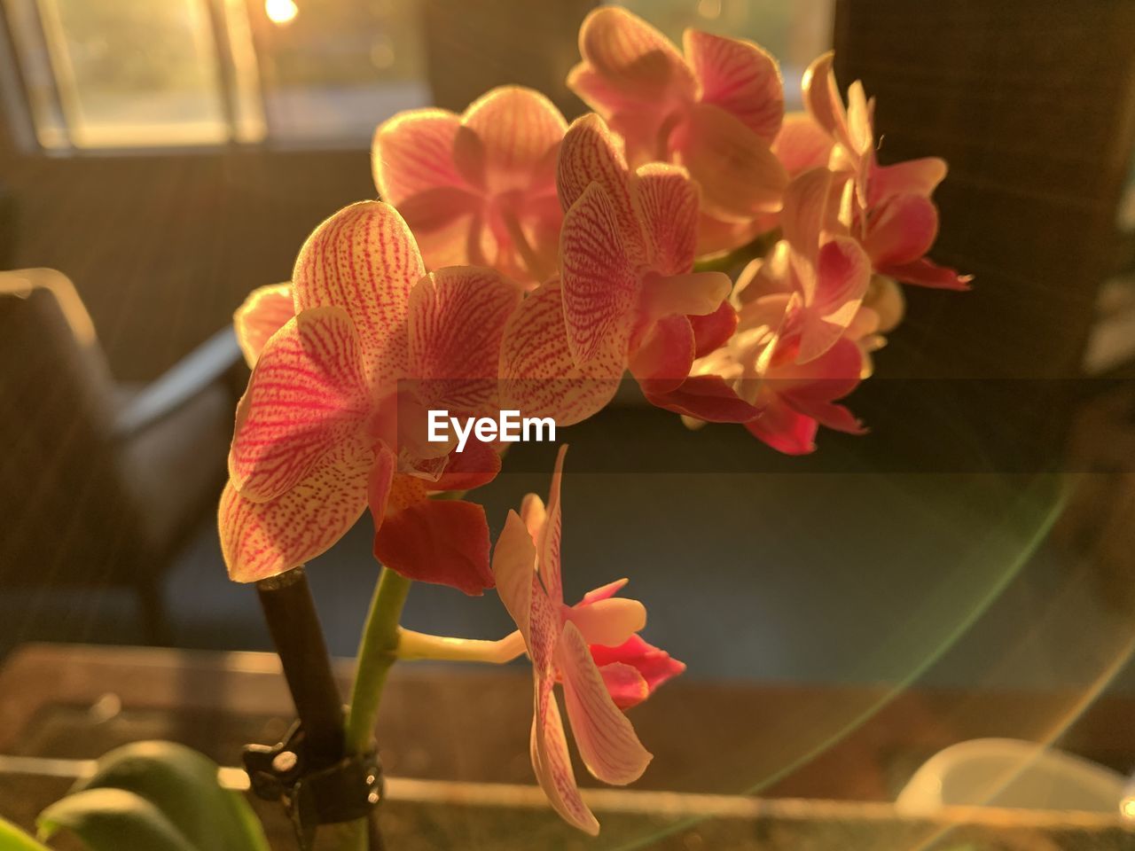 CLOSE-UP OF PINK ORCHID IN HOME