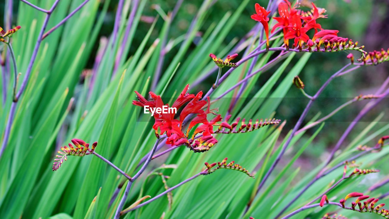 CLOSE-UP OF RED FLOWER