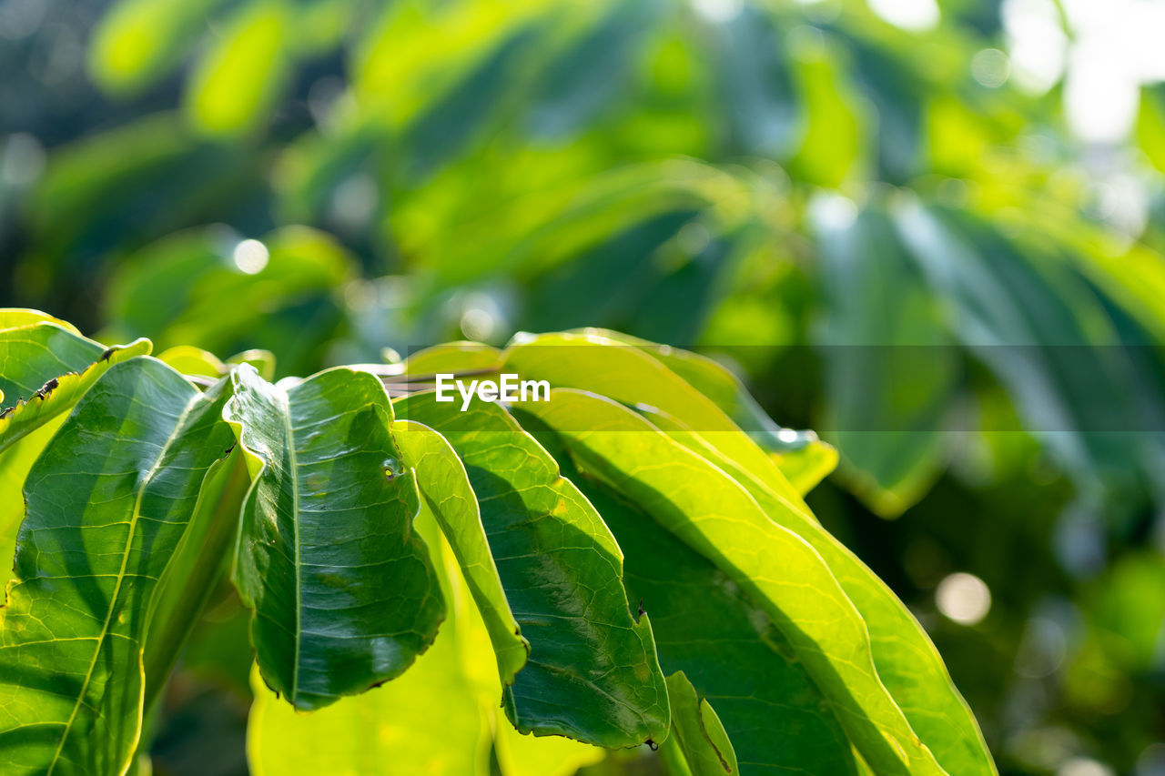 CLOSE-UP OF GREEN LEAVES ON PLANT