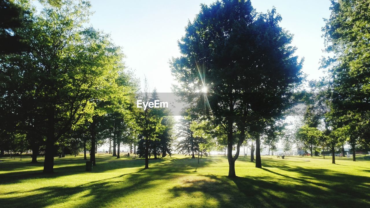 VIEW OF TREES IN PARK