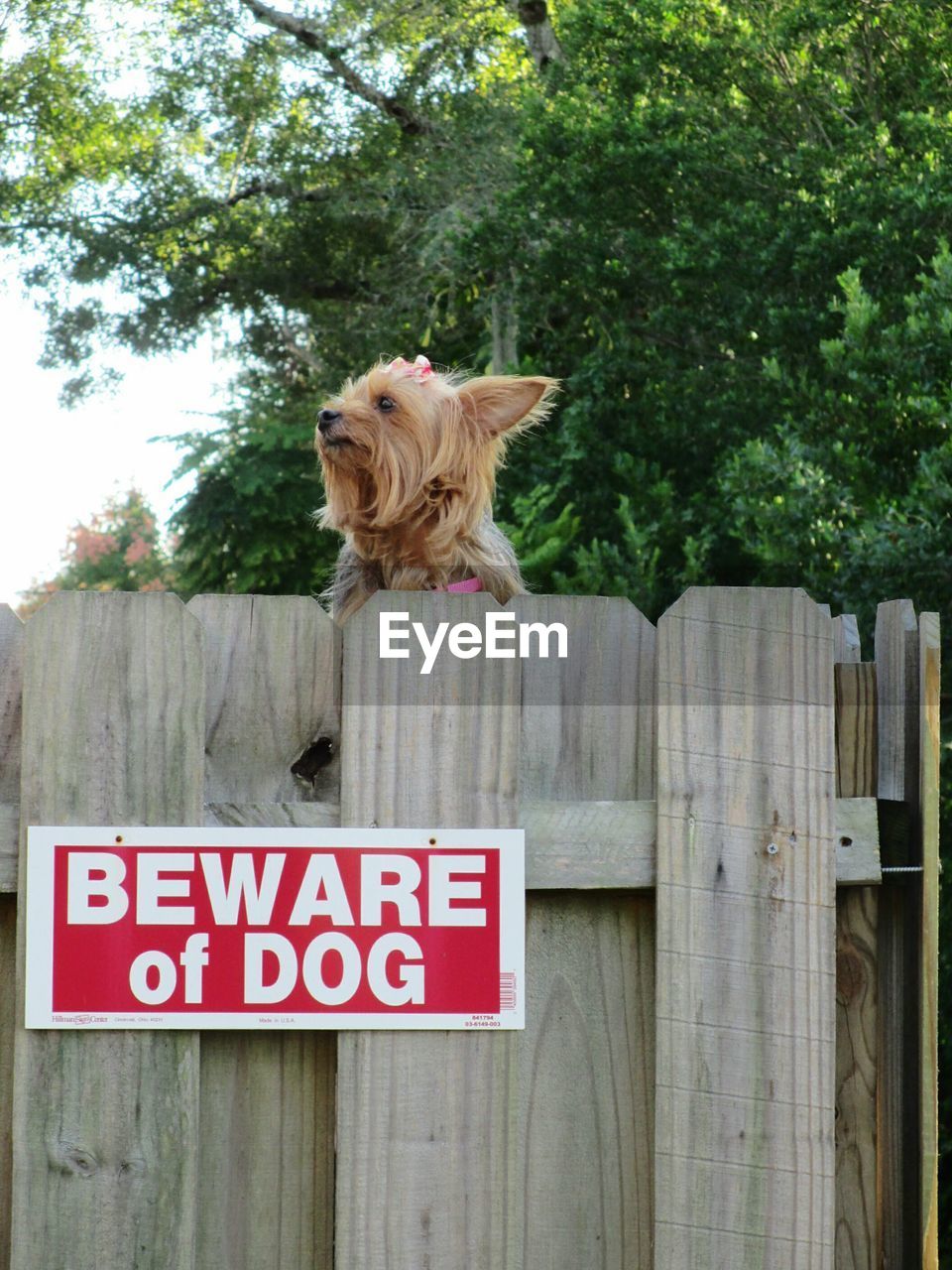 Yorkshire terrier on wooden fence with text