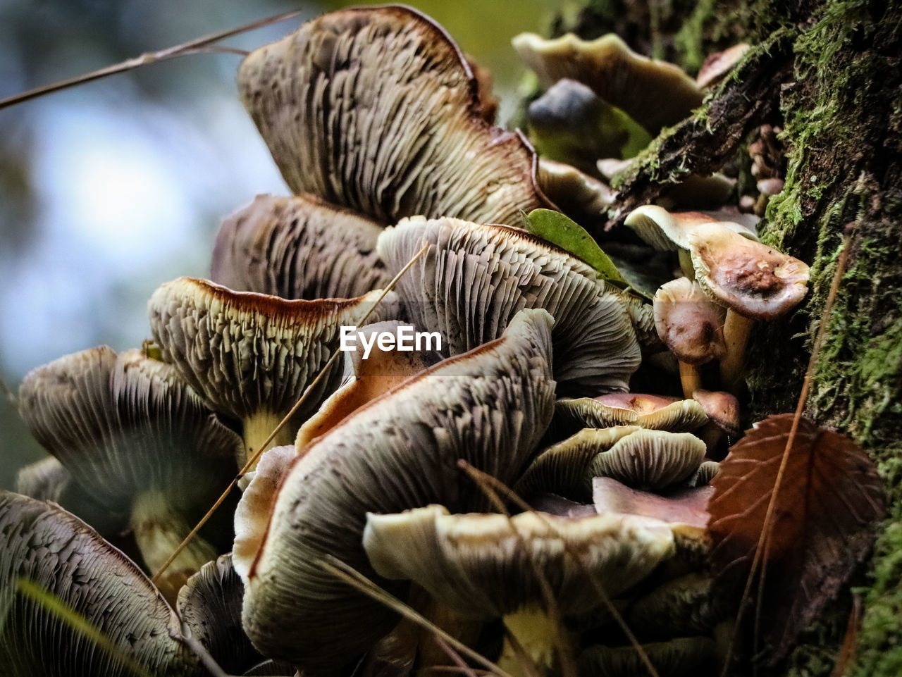 Close-up of mushrooms on field