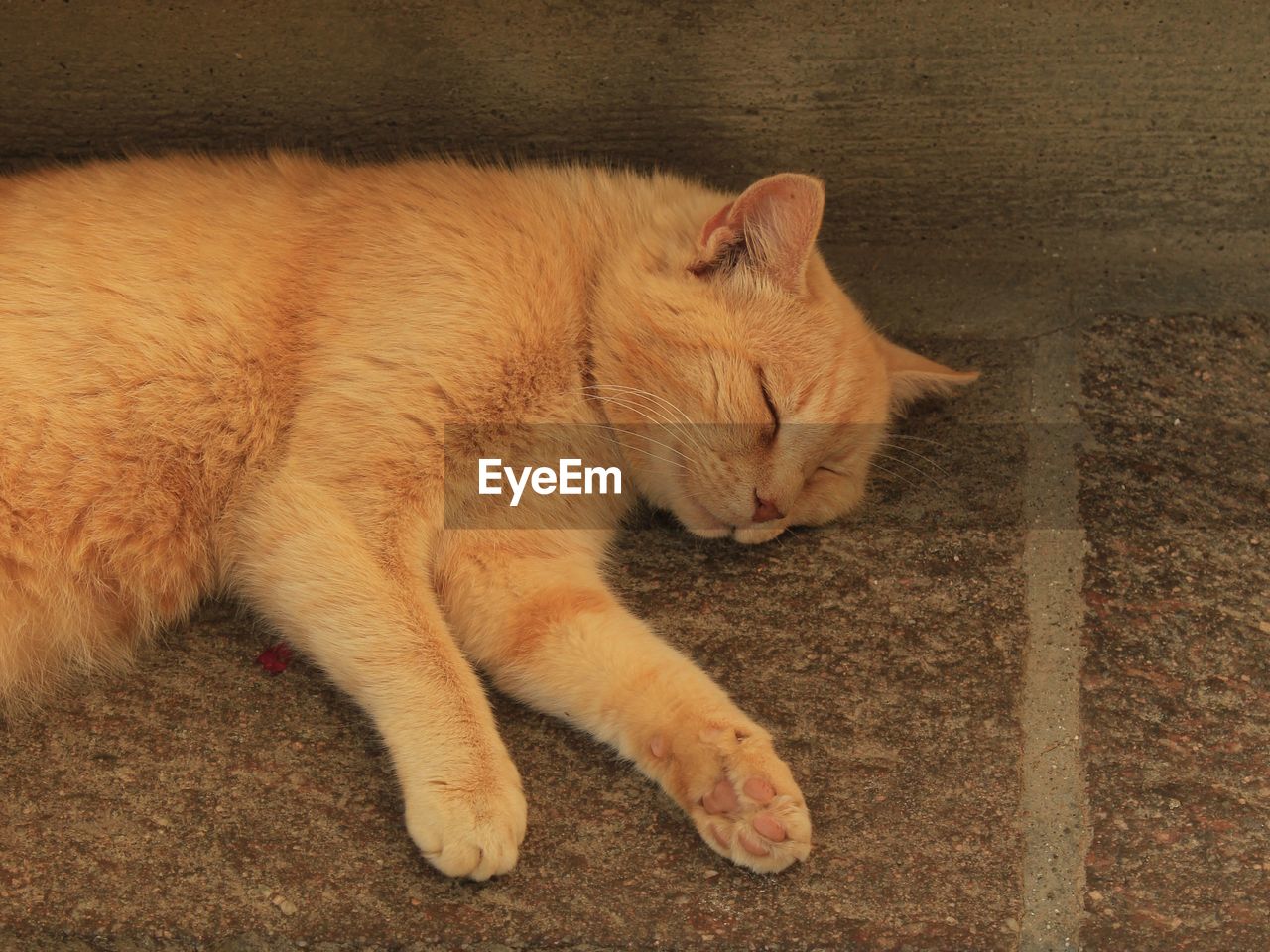 HIGH ANGLE VIEW OF CAT SLEEPING ON A FLOOR