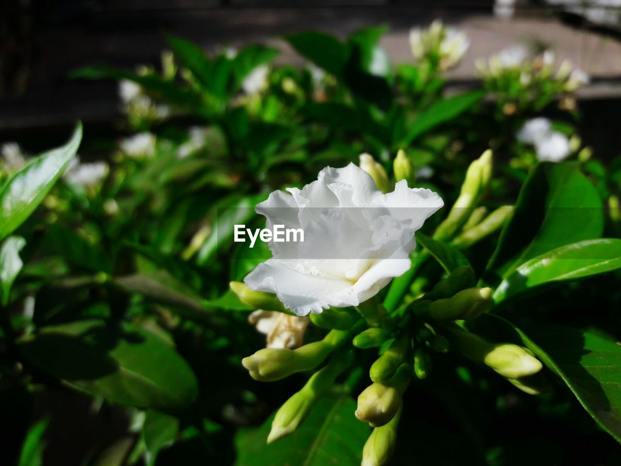 CLOSE-UP OF WHITE ROSE FLOWERING PLANT