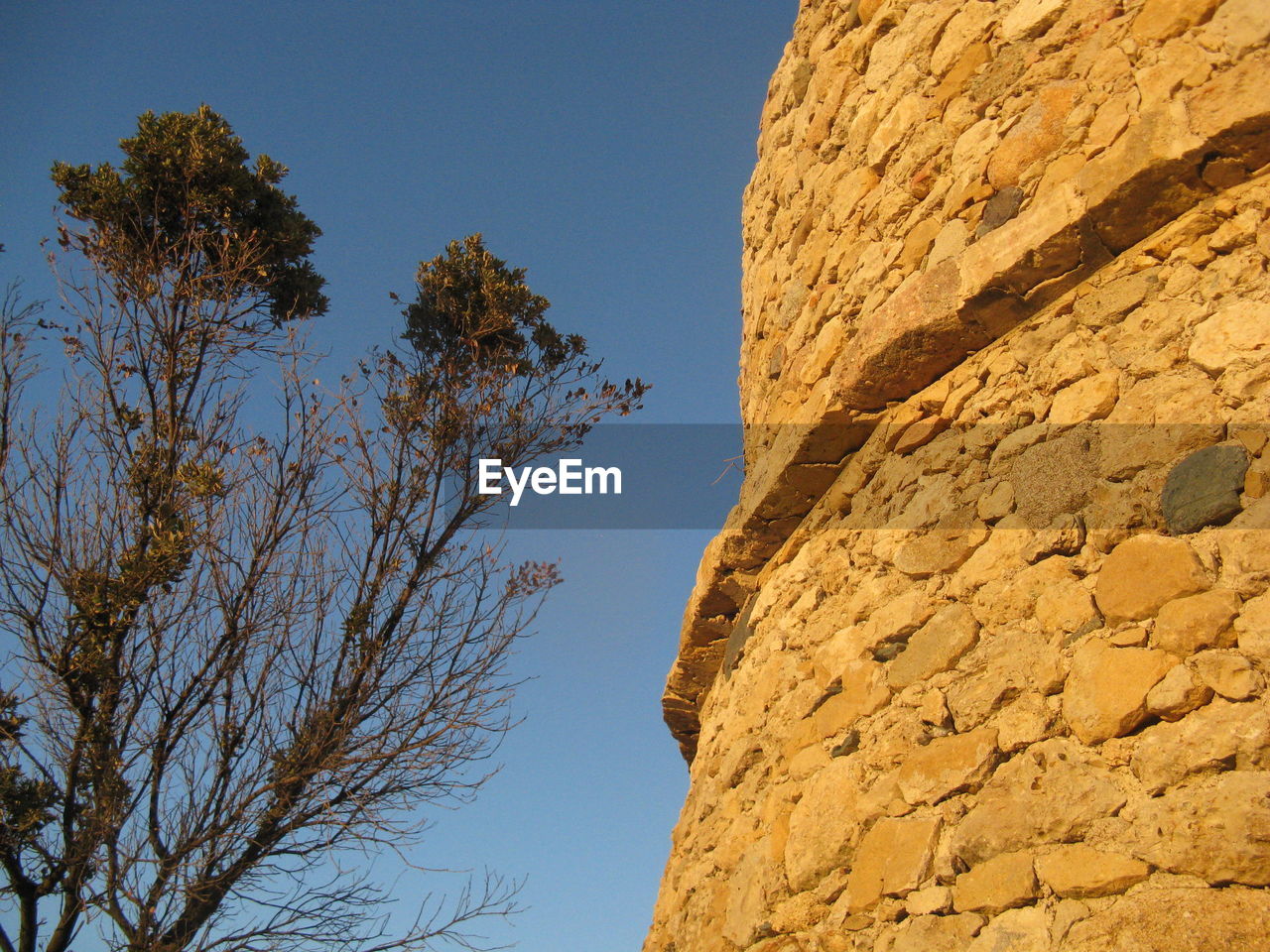 LOW ANGLE VIEW OF TREE AGAINST SKY