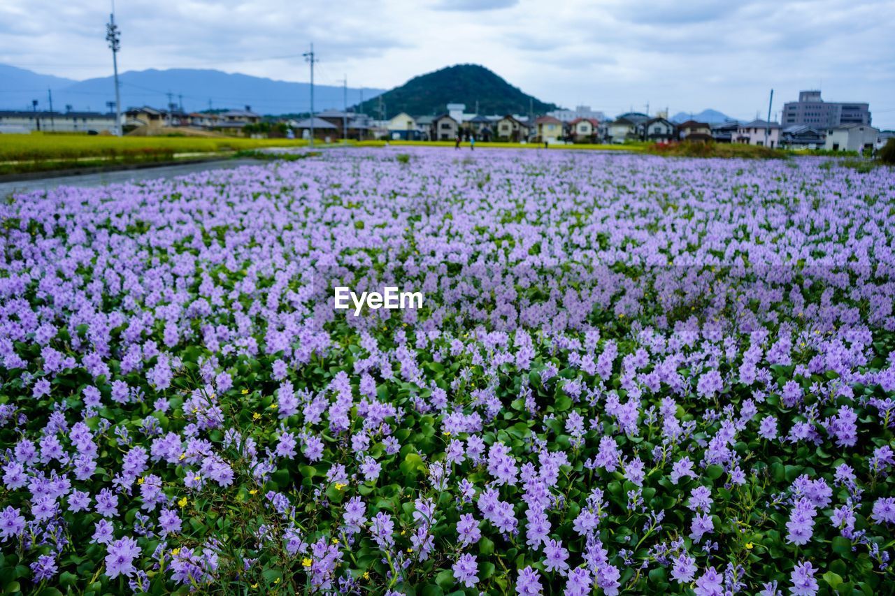 PURPLE FLOWERING PLANTS ON FIELD