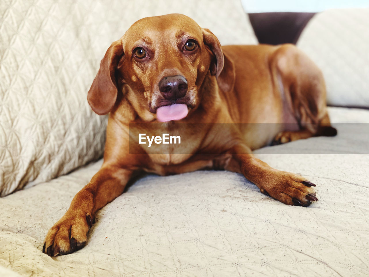 dog, canine, one animal, pet, domestic animals, mammal, animal themes, animal, relaxation, portrait, looking at camera, lying down, furniture, brown, no people, sofa, home interior, indoors, puppy, dachshund, resting, carnivore, facial expression, domestic room, cute, focus on foreground, hound, looking