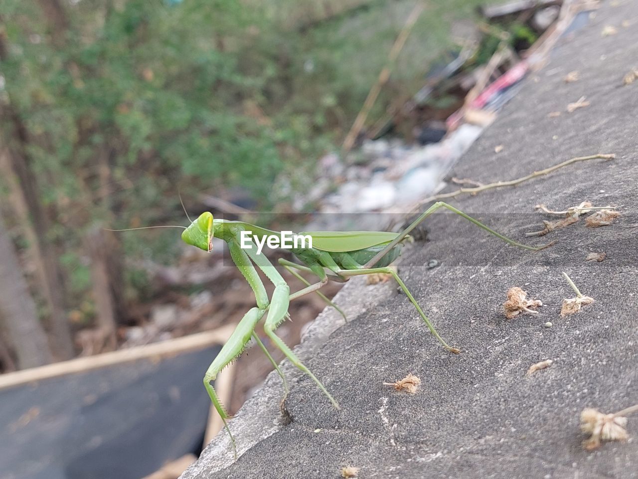 animal themes, animal, animal wildlife, green, one animal, wildlife, leaf, day, nature, mantis, insect, no people, close-up, praying mantis, focus on foreground, outdoors, plant, plant part, tree, road