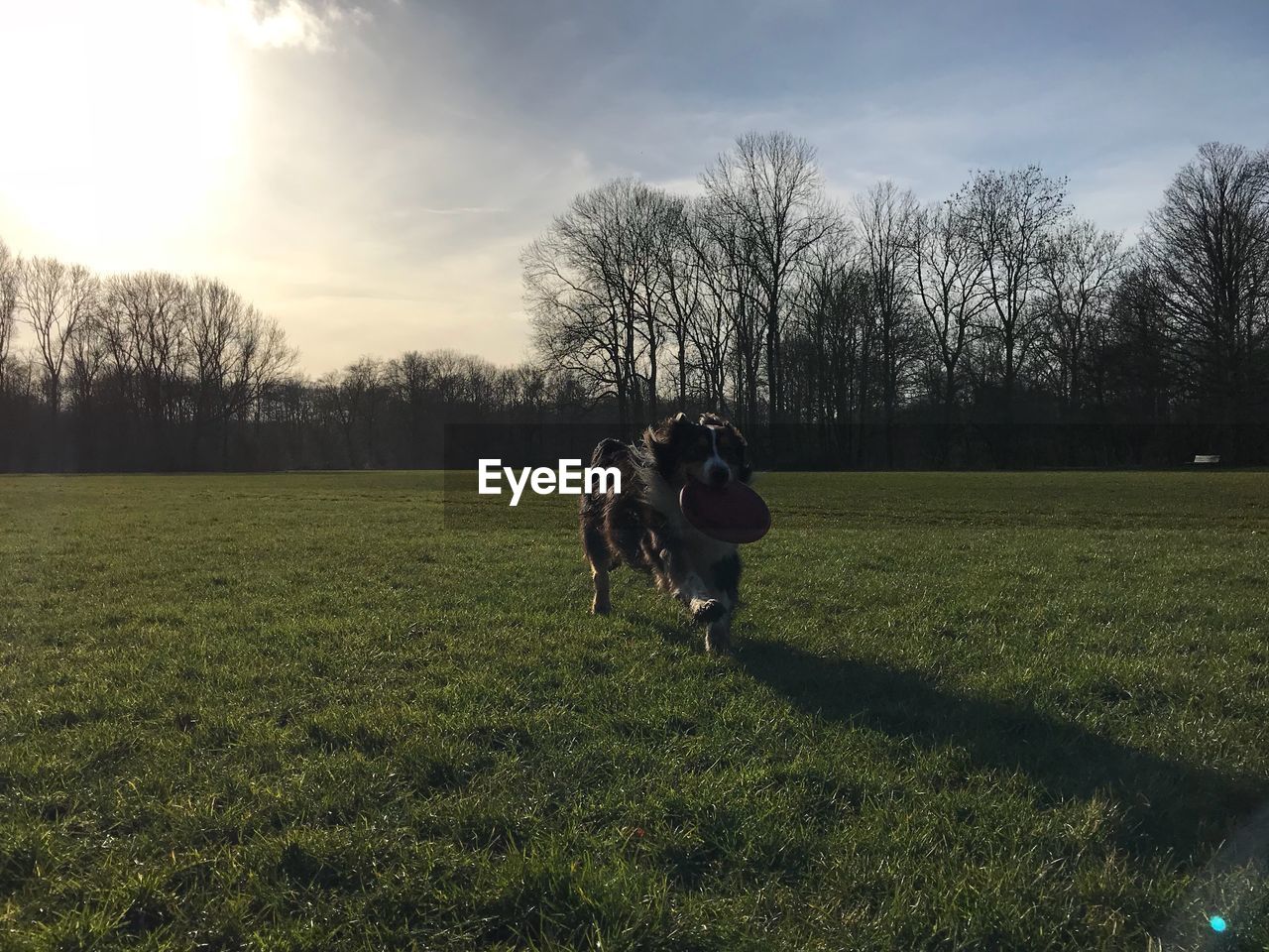 Australian shepherd on field against sky