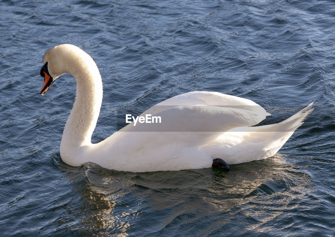 Close-up of swans swimming in lake