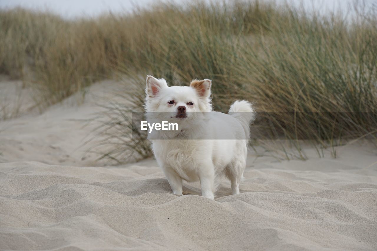 PORTRAIT OF WHITE DOG ON SAND