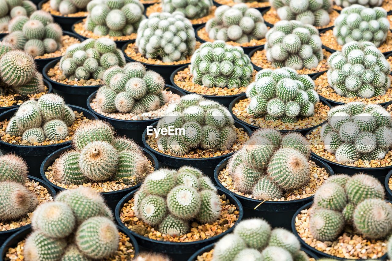 cactus, full frame, succulent plant, no people, plant, backgrounds, green, growth, large group of objects, nature, flower, day, high angle view, abundance, beauty in nature, freshness, pattern, thorn, barrel cactus, outdoors, food and drink, close-up, food, spiked, wellbeing, market