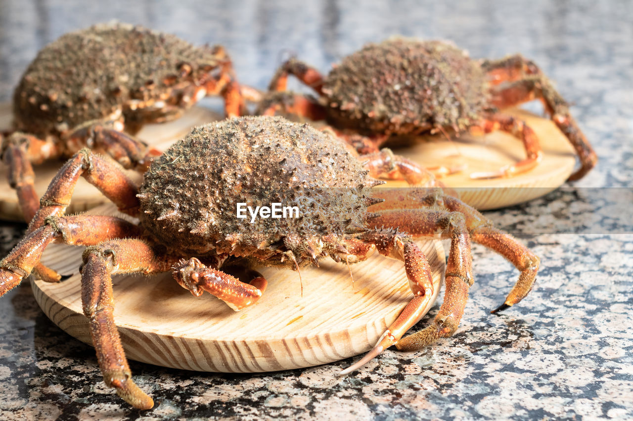 CLOSE-UP OF CRAB