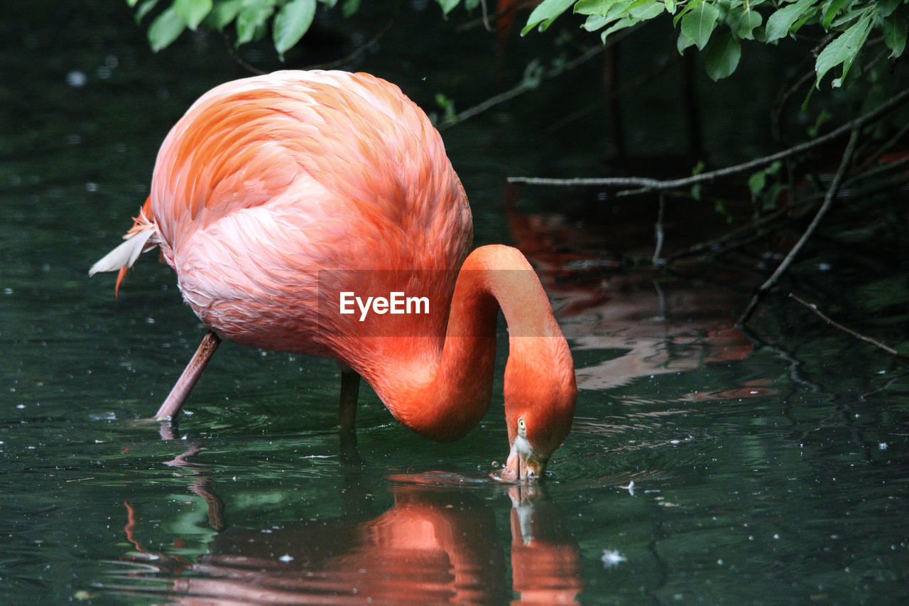 Flamingoes in lake