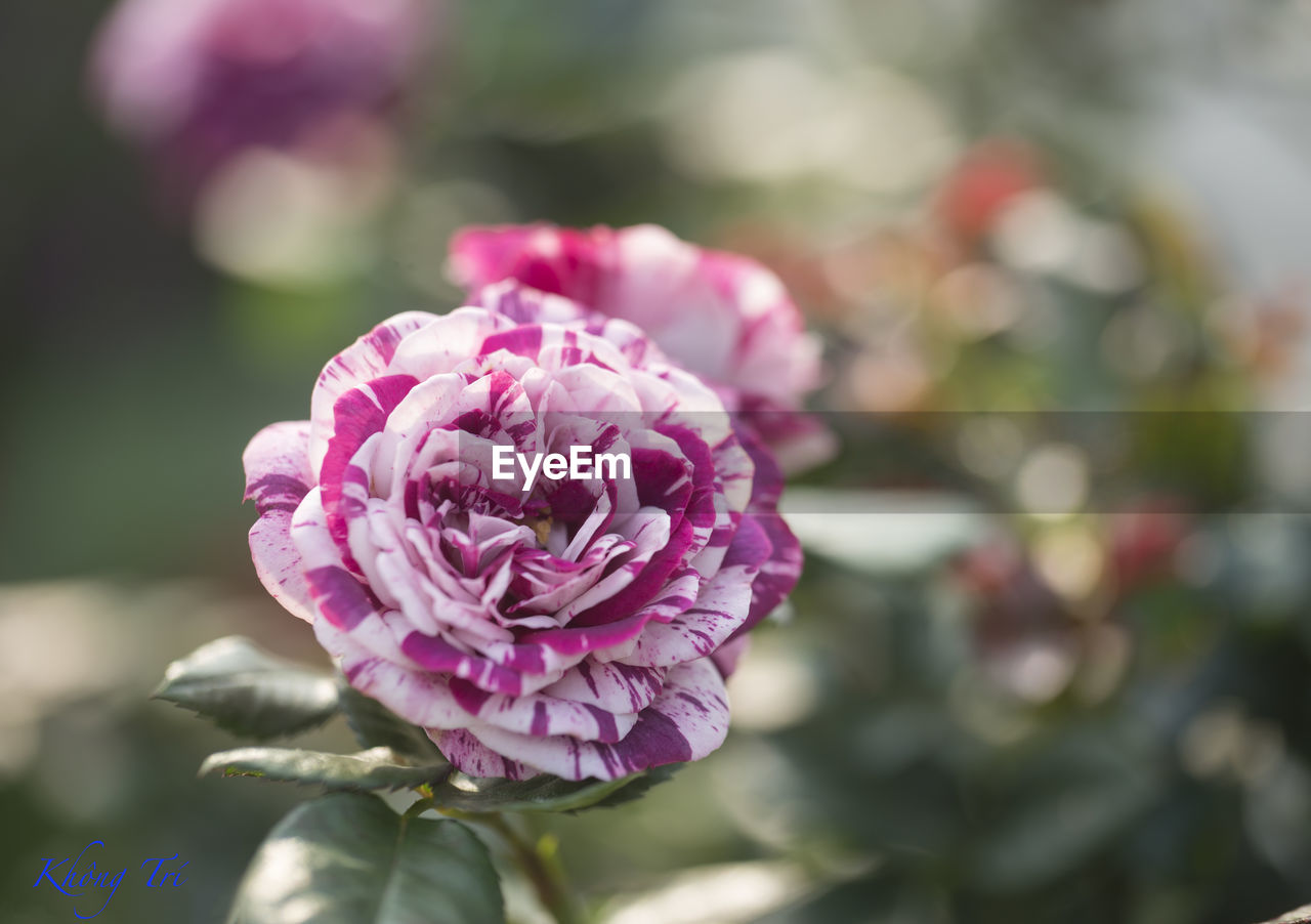 Close-up of pink rose flower