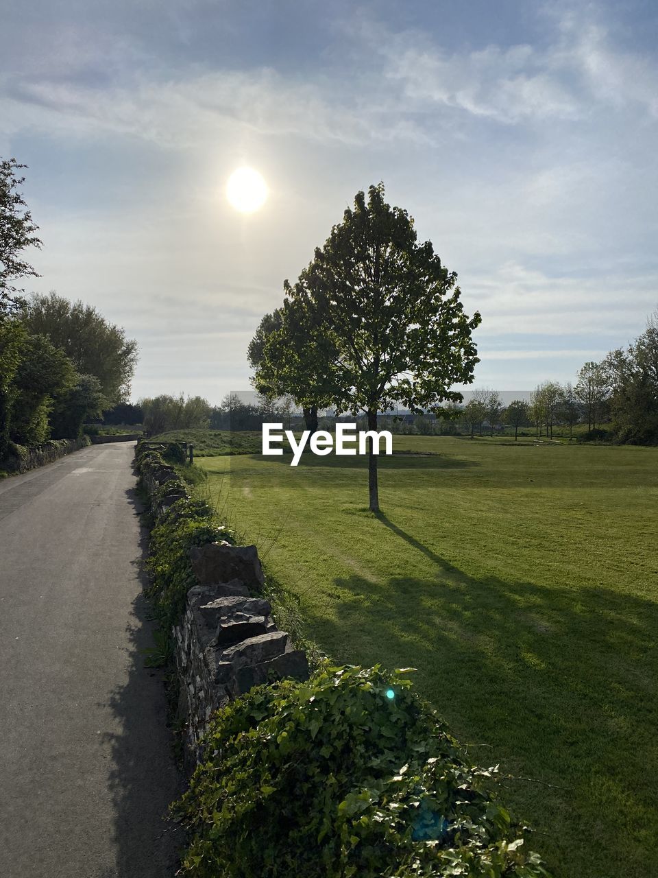 Trees on field against sky