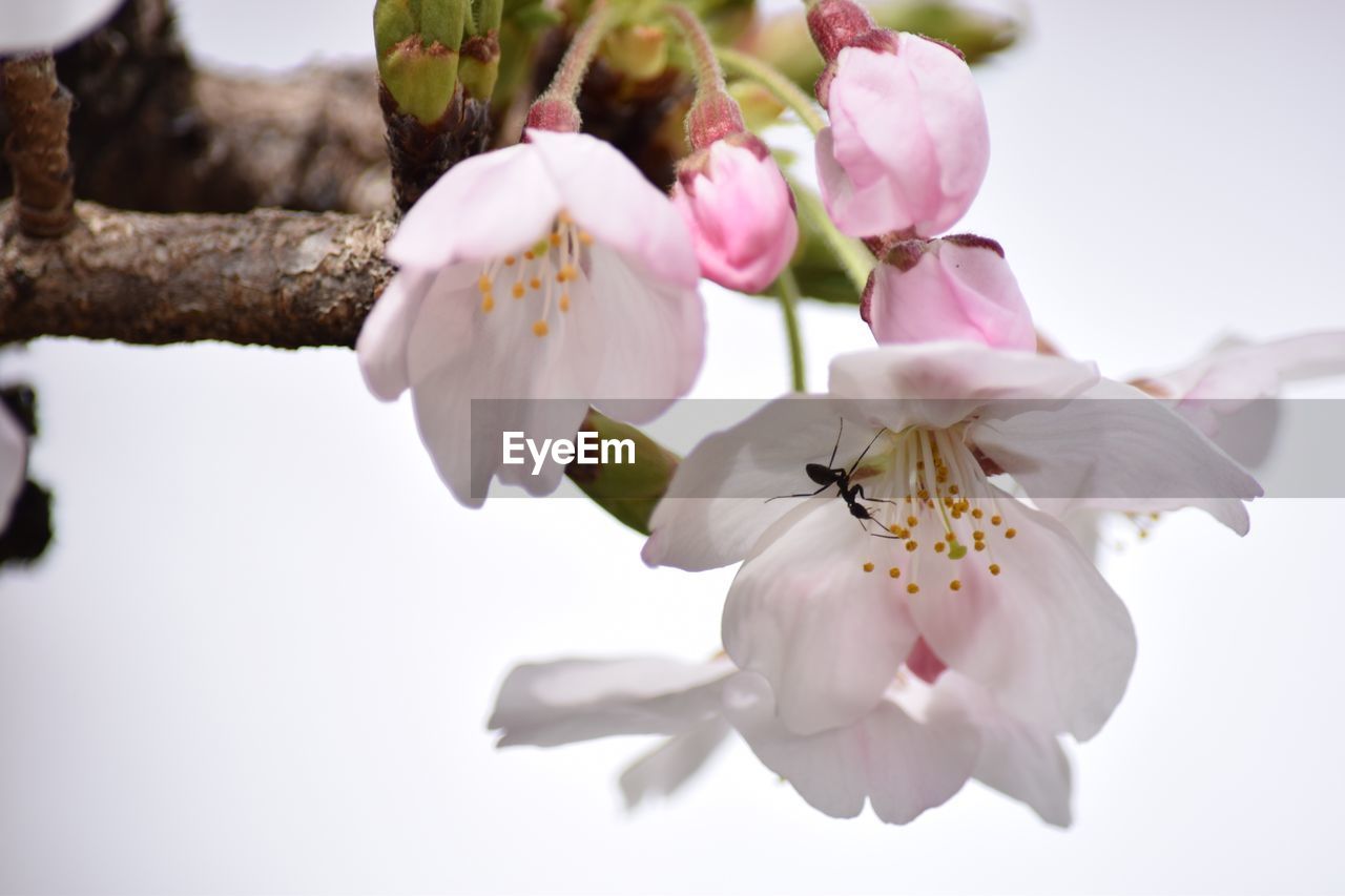 CLOSE-UP OF CHERRY BLOSSOM