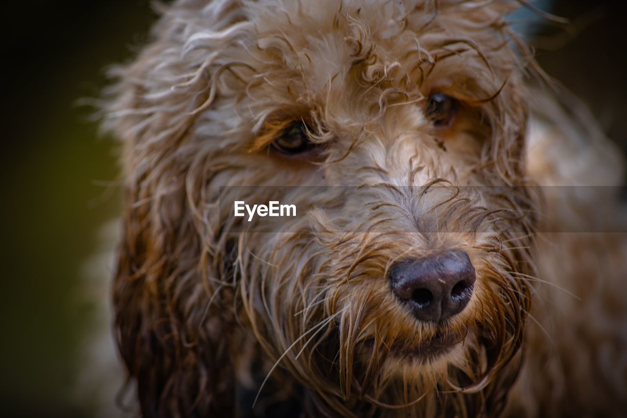 CLOSE-UP PORTRAIT OF DOG OUTDOORS