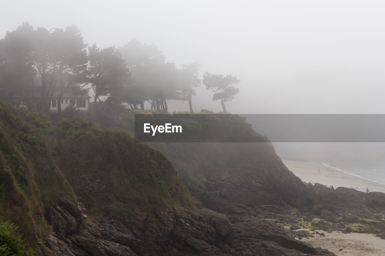 TREES ON LANDSCAPE AGAINST SKY IN FOGGY WEATHER