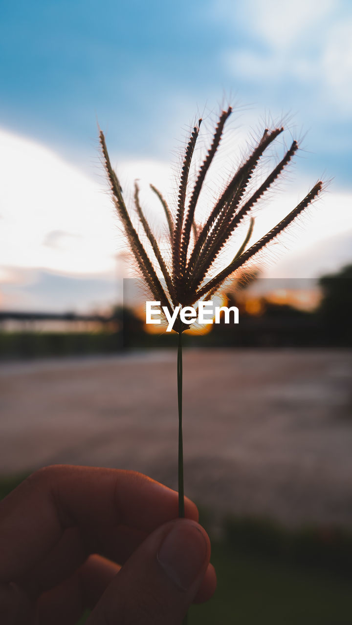 CLOSE-UP OF HAND HOLDING DANDELION AGAINST SKY AT SUNSET