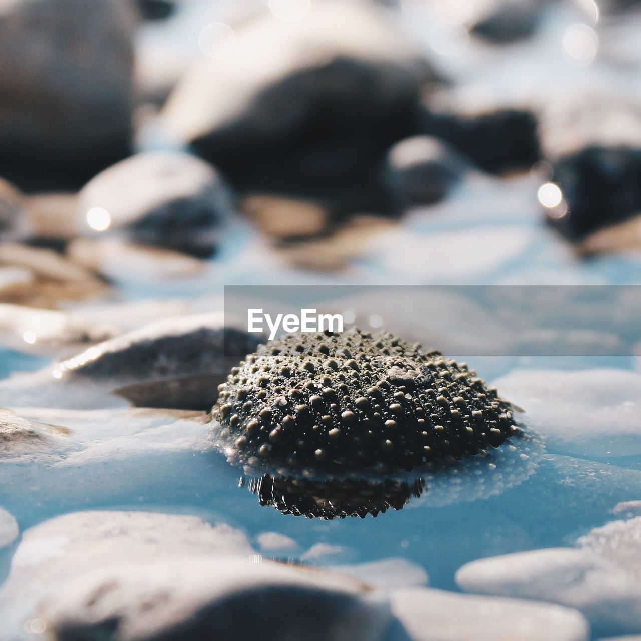 Close-up of seashell and rocks in water at shore