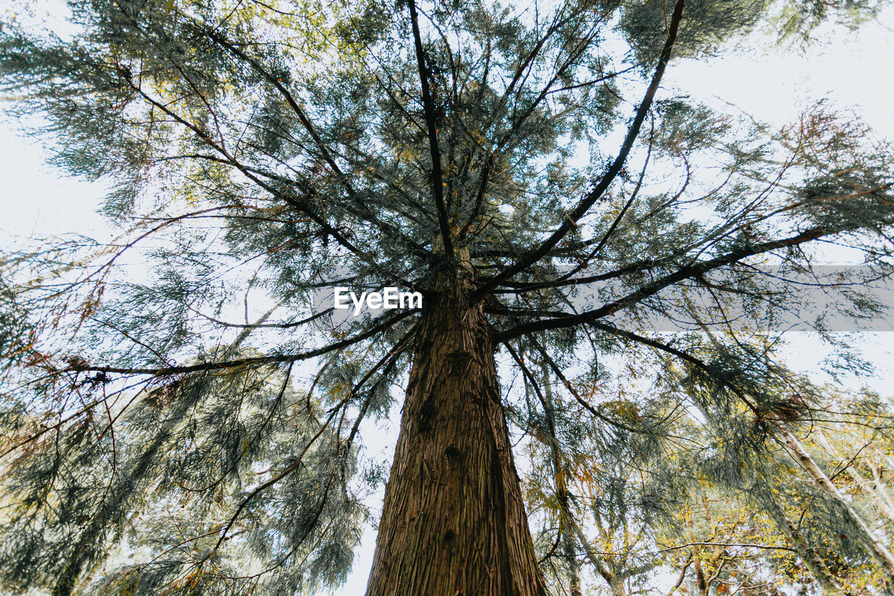 Low angle view of trees in forest against sky