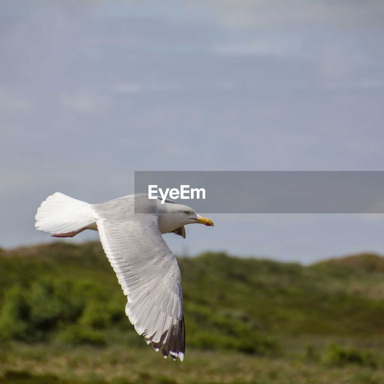 WHITE BIRD FLYING AGAINST SKY