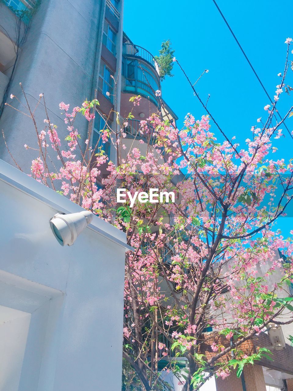 LOW ANGLE VIEW OF PINK FLOWERS BLOOMING ON TREE