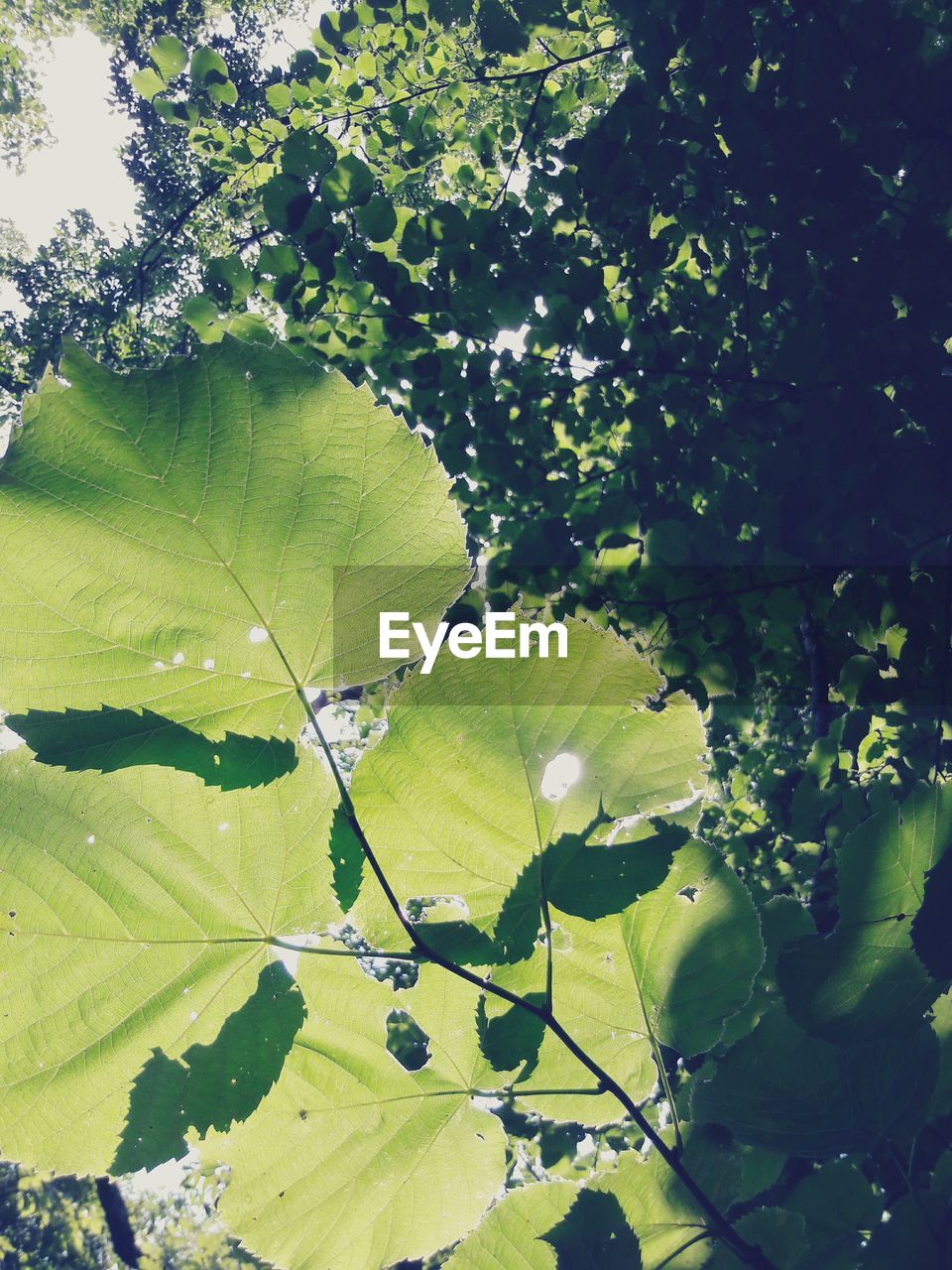 CLOSE-UP OF LEAVES ON TREE TRUNK