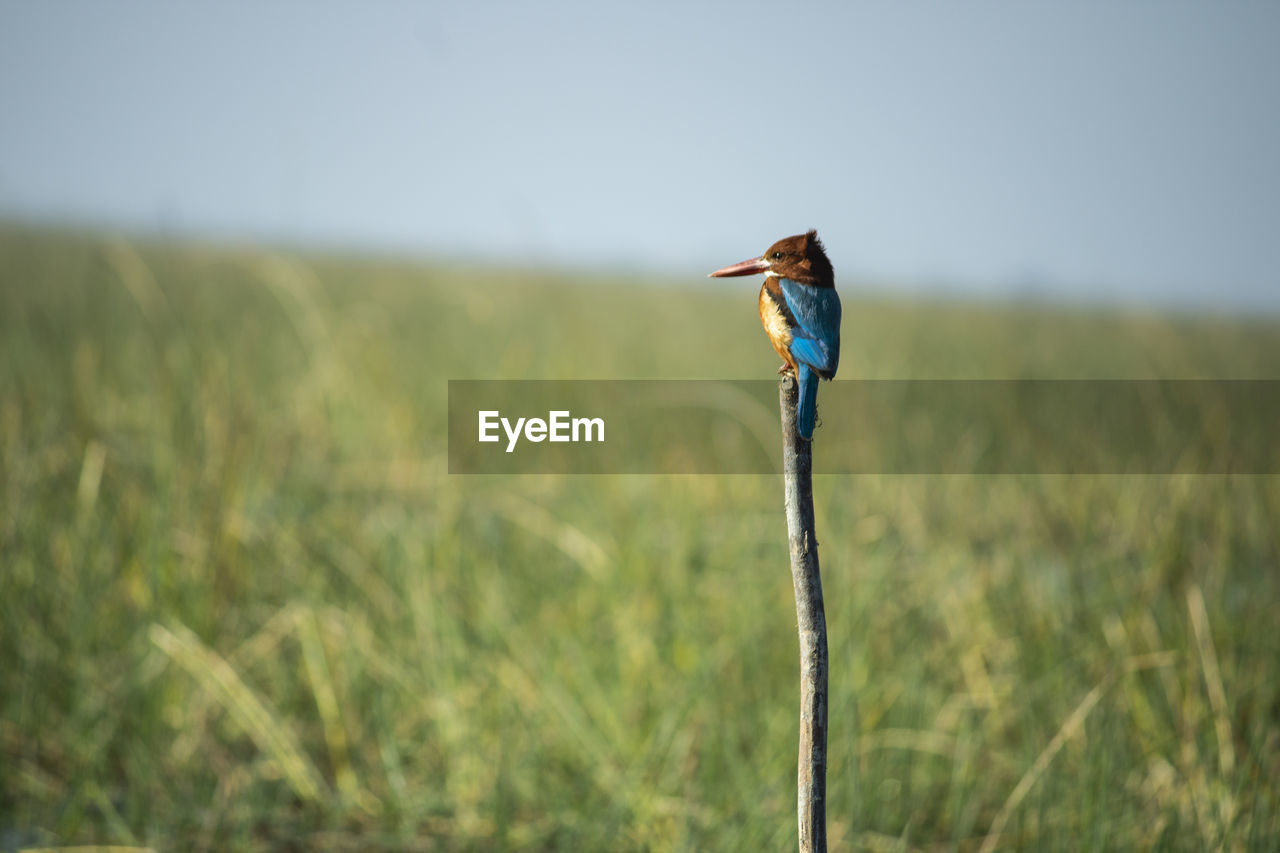 Kingfisher seated on the branch