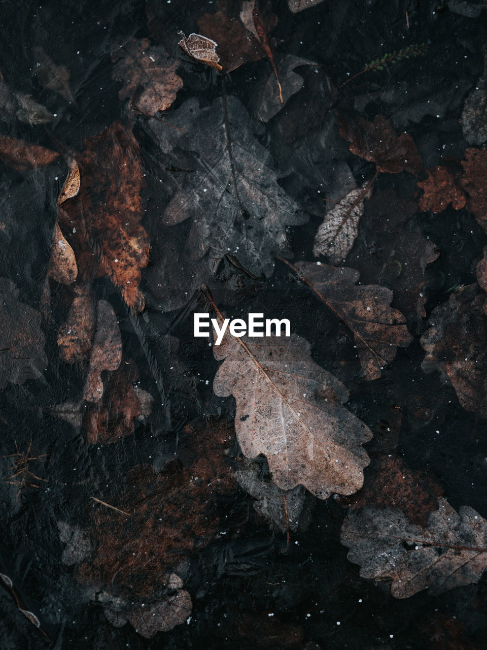 High angle view of dry leaves on wet land