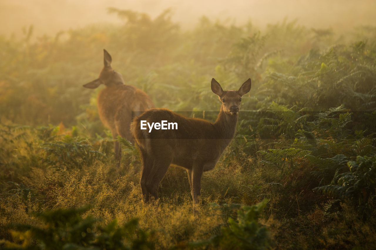 Fallow deer standing in foliage