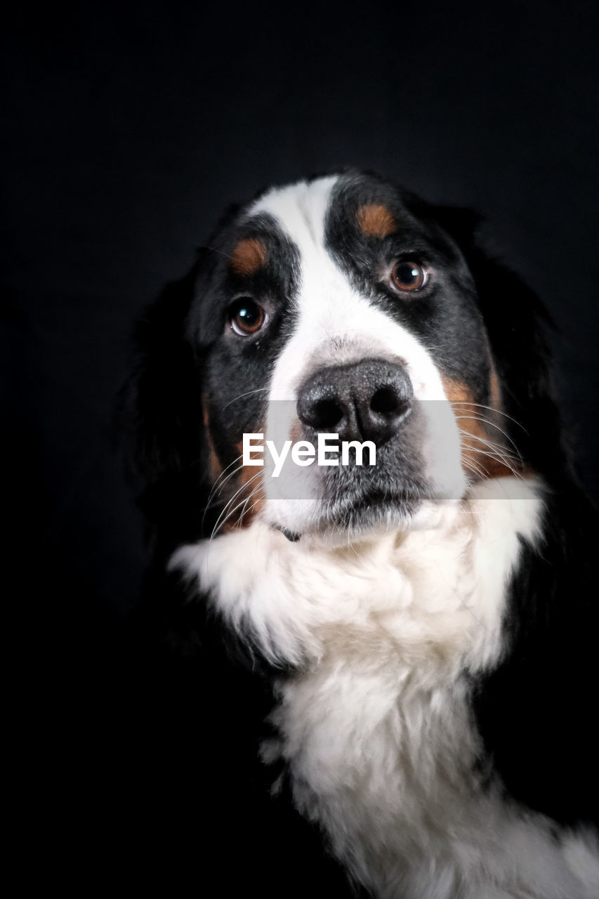 one animal, pet, dog, canine, domestic animals, animal themes, animal, mammal, black background, portrait, studio shot, looking at camera, animal body part, indoors, black, animal head, no people, close-up, cute, looking, purebred dog, border collie, cut out, front view