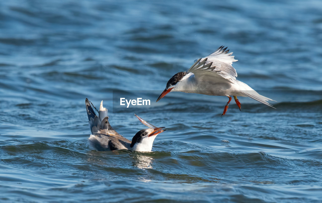 close-up of bird flying over sea