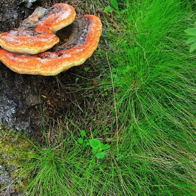 CLOSE-UP OF GRASS GROWING ON A TREE