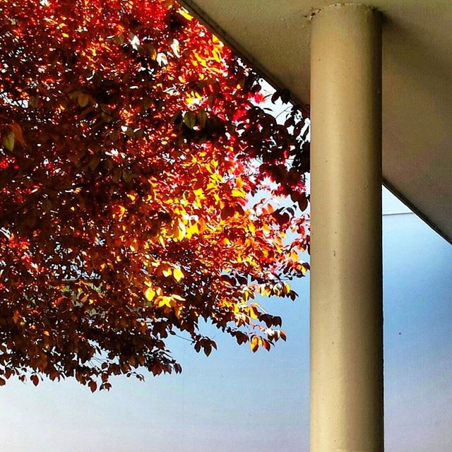 LOW ANGLE VIEW OF TREES AGAINST SKY