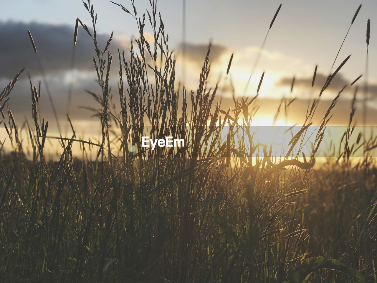 Close-up of wheat growing on field during sunset