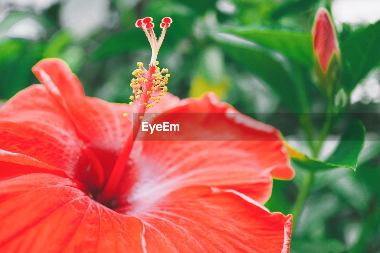 Close-up of red rose flower