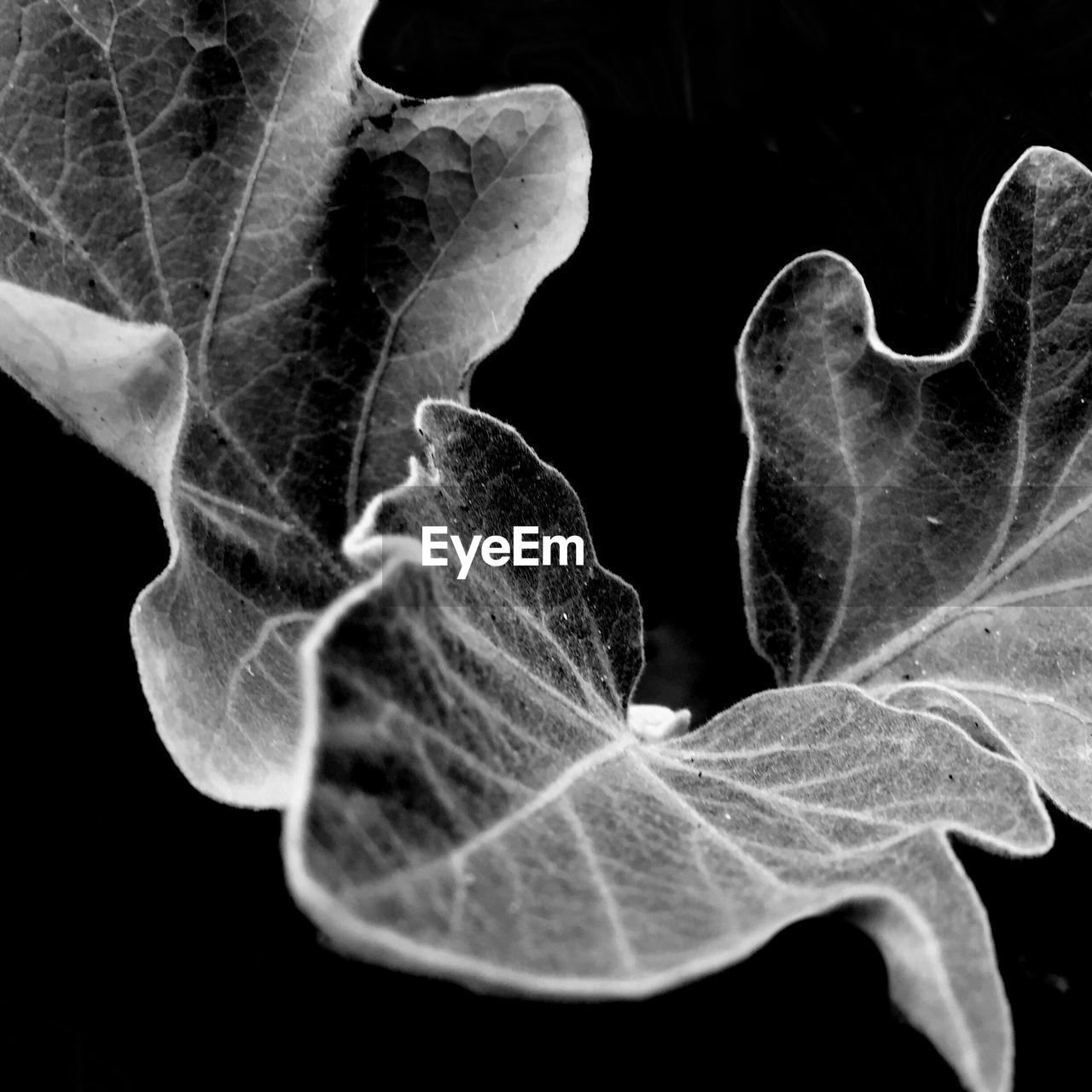 Close-up of leaves against black background