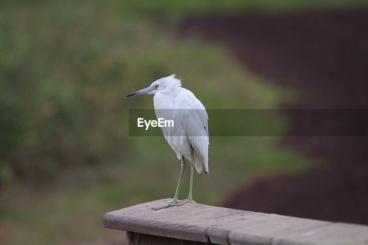 CLOSE-UP OF A BIRD