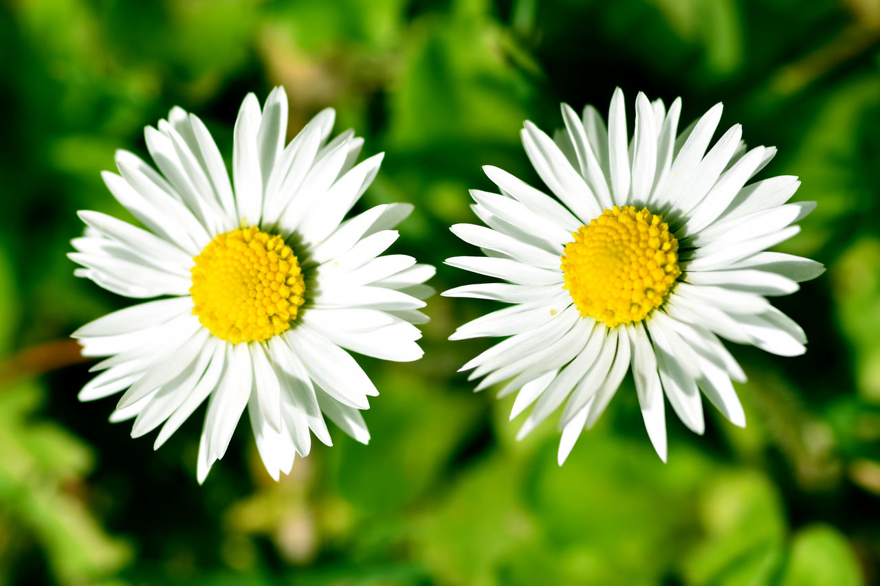 Close-up of white daisy flowers in bloom