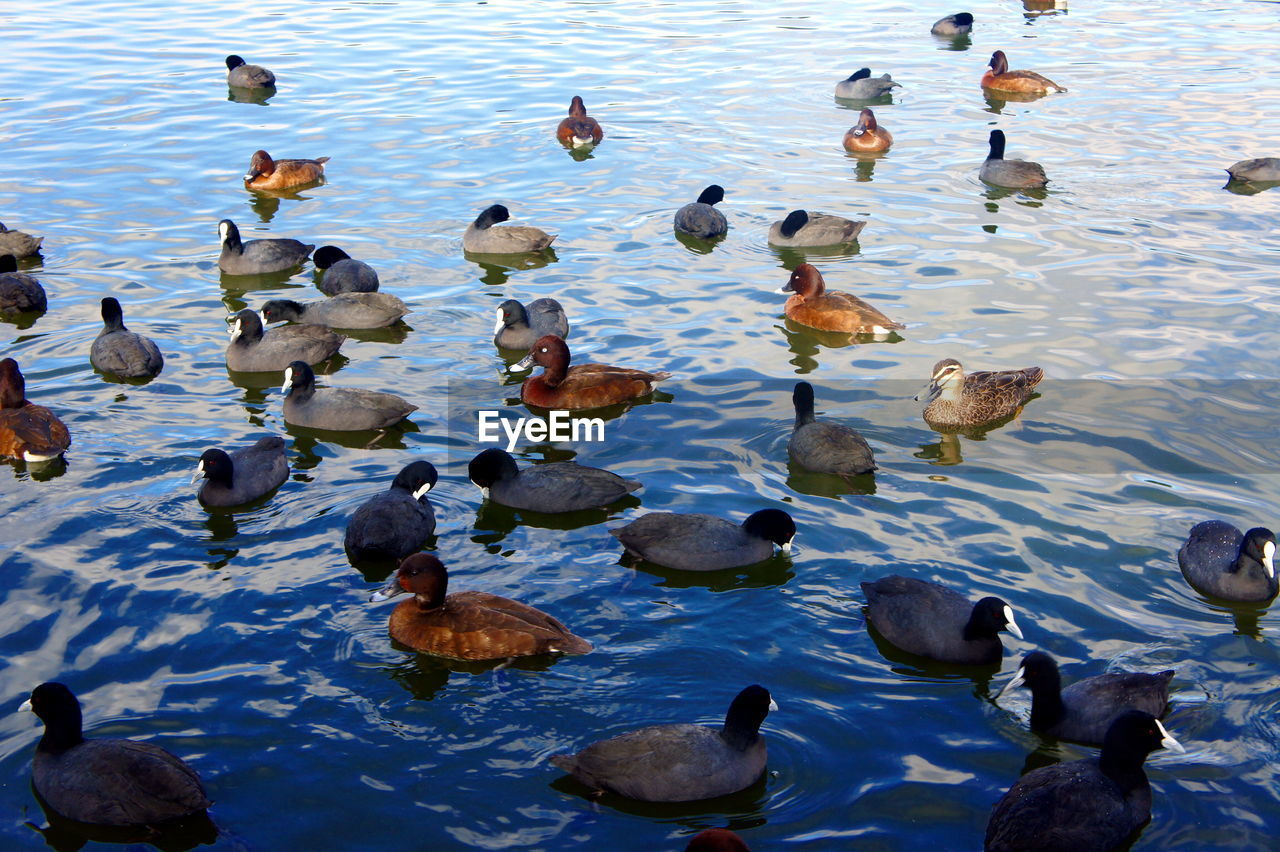 HIGH ANGLE VIEW OF DUCKS SWIMMING IN LAKE