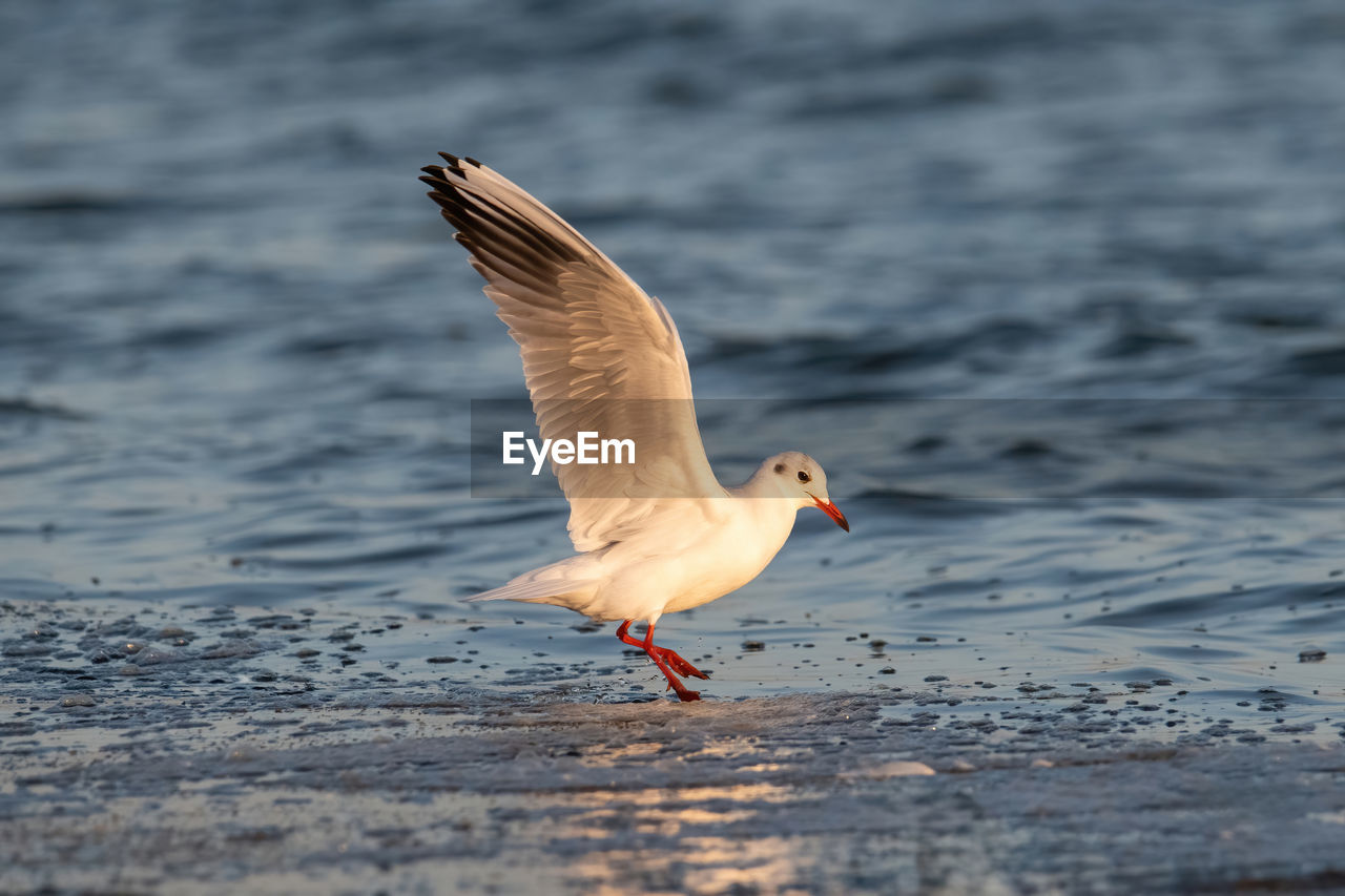 close-up of bird flying over lake