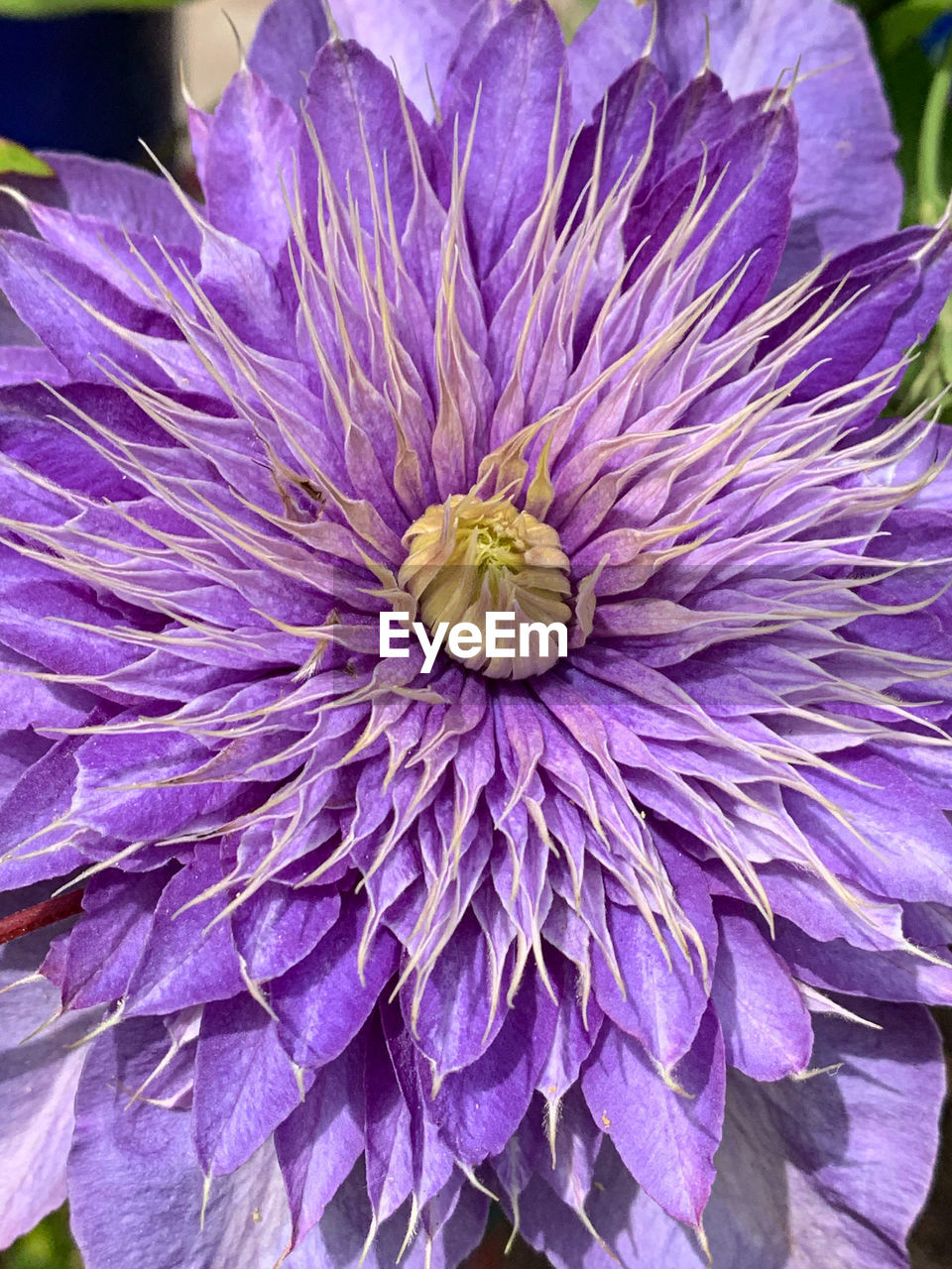 CLOSE-UP OF PURPLE FLOWER HEAD