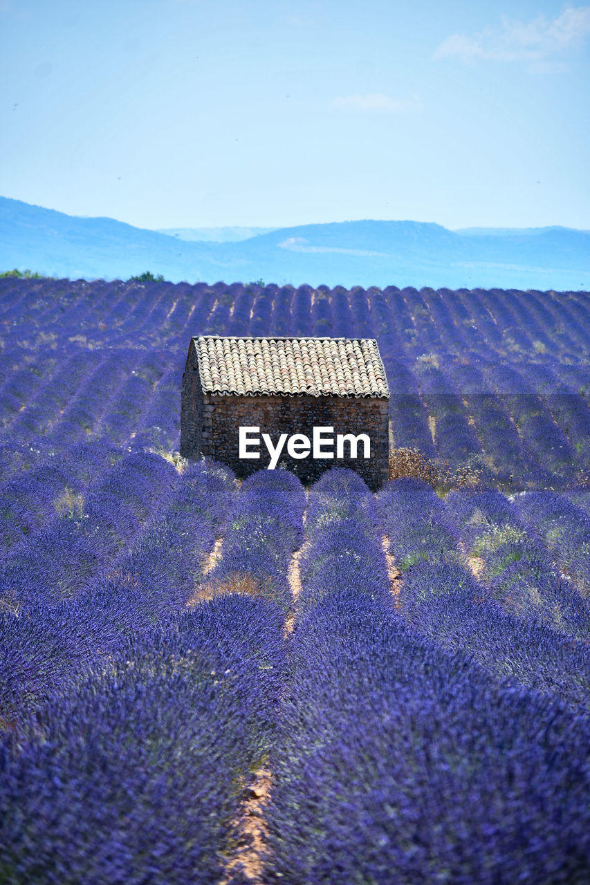 Built structure ona lavender field against clear sky