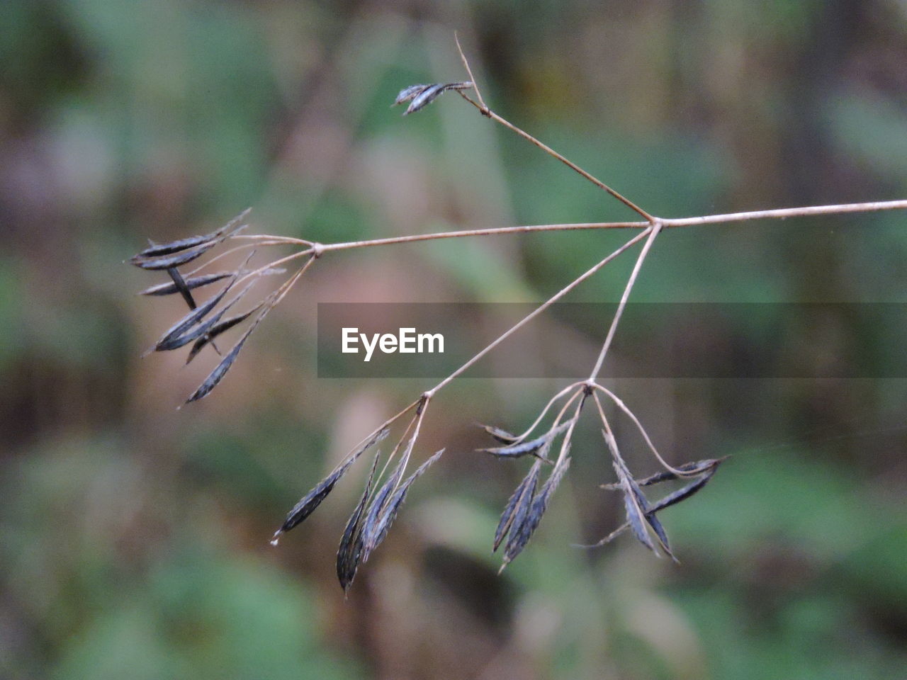 CLOSE-UP OF LEAF PLANT