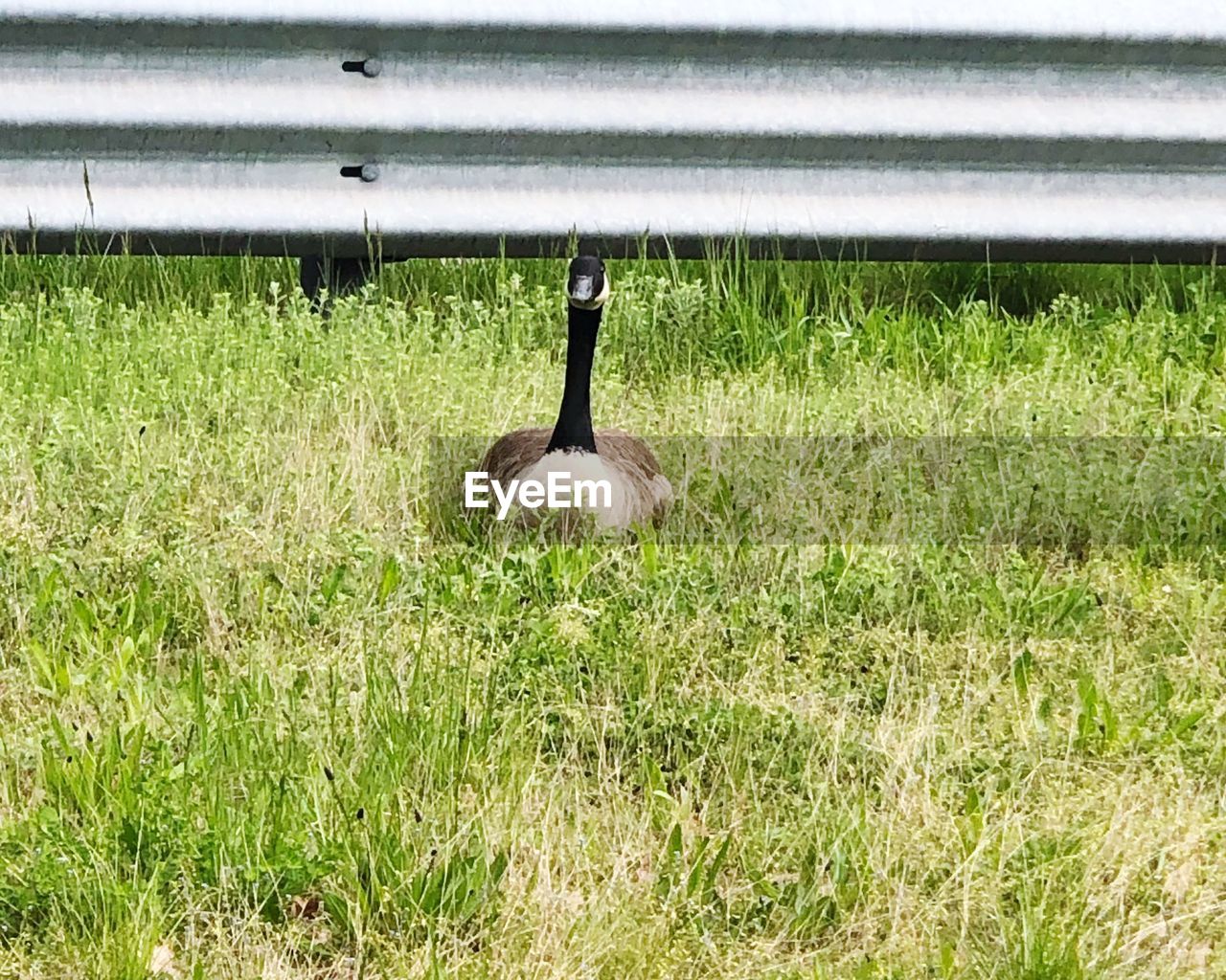 BIRD ON GRASS